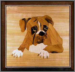 Sorry Boxer Dog