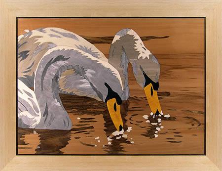 Swans