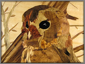 Young Tawny detail view
