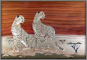 Cheetahs