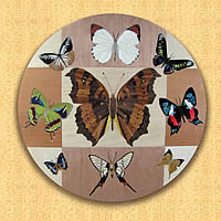 Butterflies