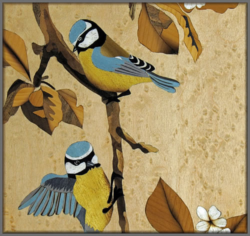 Blue Tits detail view