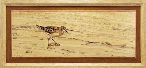 Little Stint