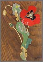 Single Poppy
