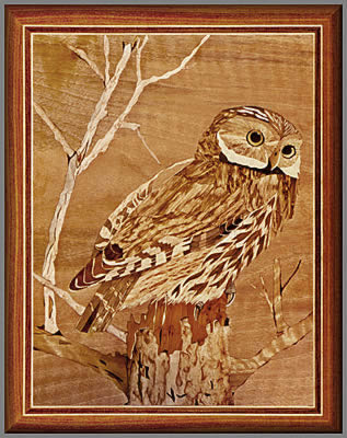 Owl