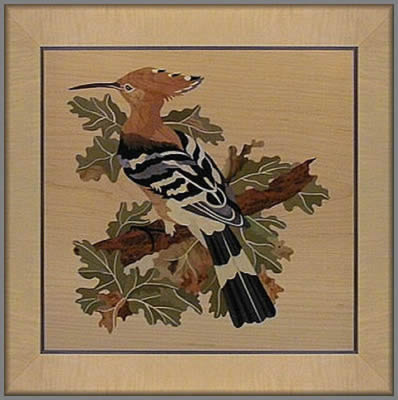 Hoopoe