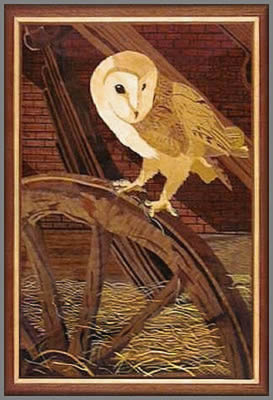 Barn Owl