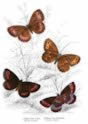 arran_brown_butterfly