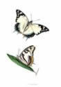 australian_jasia_butterfly