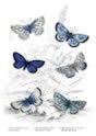azure_blue_butterfly