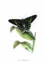 brazilian_emerald_butterfly