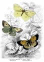 brimstone_butterfly