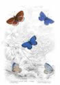 chalk_hill_blue_butterfly