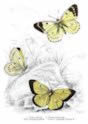 clouded_yellow_butterfly
