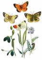 colias_hylar_pale_coloured_yellow_butterfly