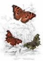 comma_butterfly