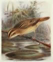 Acquatic Warbler