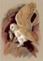 Barn Owl