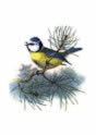 Blue Tit