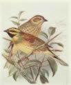 Cirl Bunting