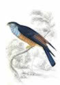 Cuckoo Falcon