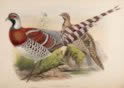 Elliots Pheasant