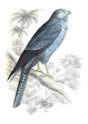 Grey Falcon