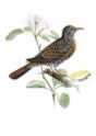 Japanese Thrush