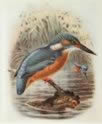 Kingfisher