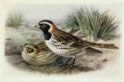 Lapland Bunting