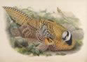 Reeves Pheasant