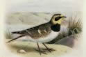 Shore Lark