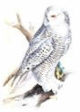 Snowy Owl