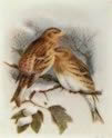 Twite