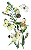 Large garden white butterfly