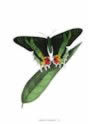 oriental_emerald_butterfly