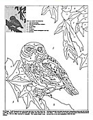 Owl Design