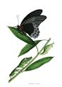 papilio_memnon