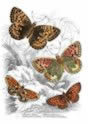 pearl_bordered_fritillary