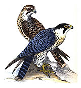 Peregrine falcon