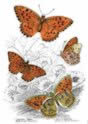 queen_of_spain_fritillary