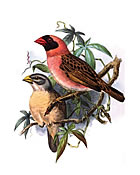 Red beaked weaver bird