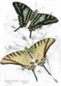 swallowtails