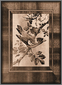Hawfinch